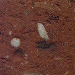 Close up of the original bricks of zero carbon house, Birmingham showing fossils