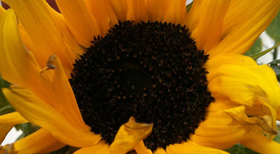 Close up of sunflower in the front garden of zero carbon house, Birmingham