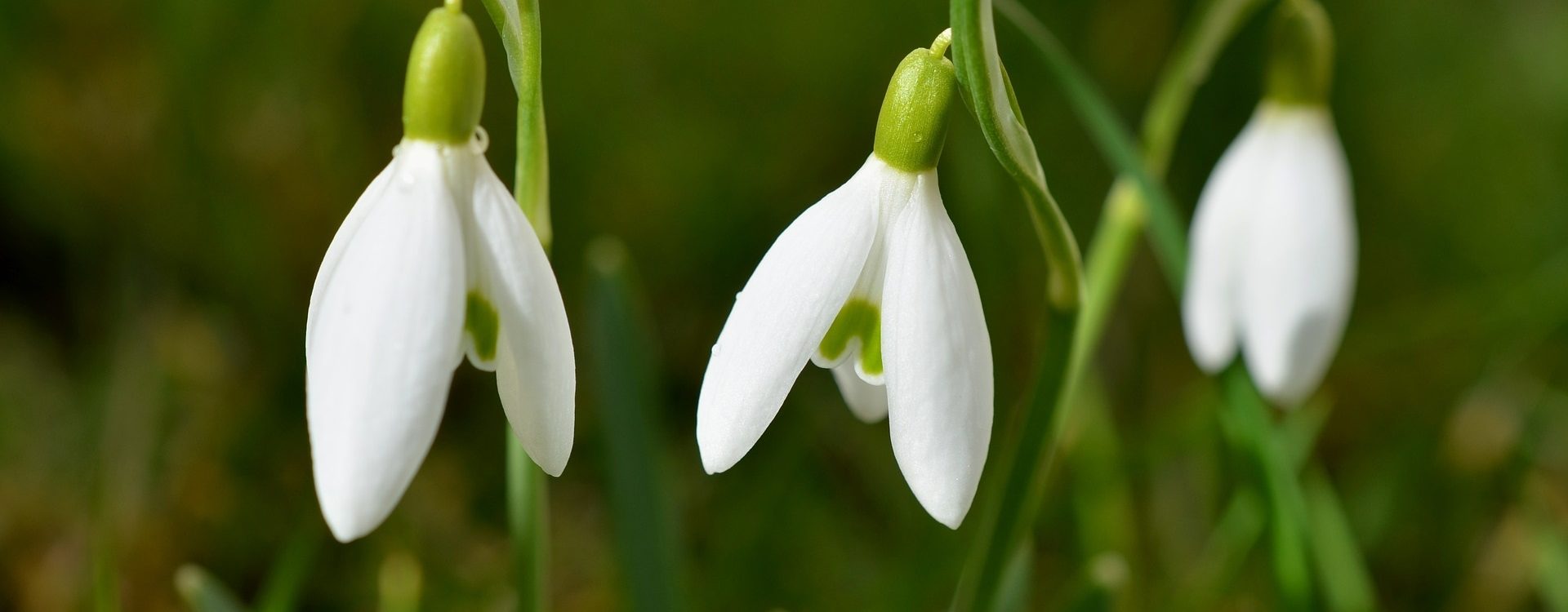 Close up of three snowdrops in grass